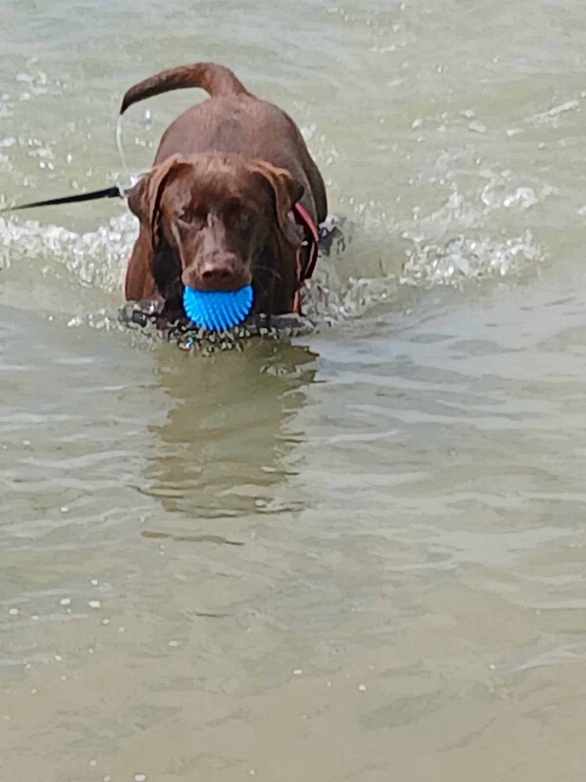Te koop labrador.  DIT WEEkEND KOMT IEMAND KENNIS MAKEN, Parvo, 15 weken tot 1 jaar, Teef, Eén hond