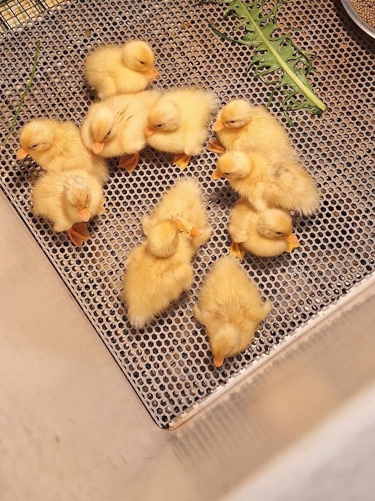 Te koop 14 mooie raszuivere kwaker kuikens, Meerdere dieren, Kip