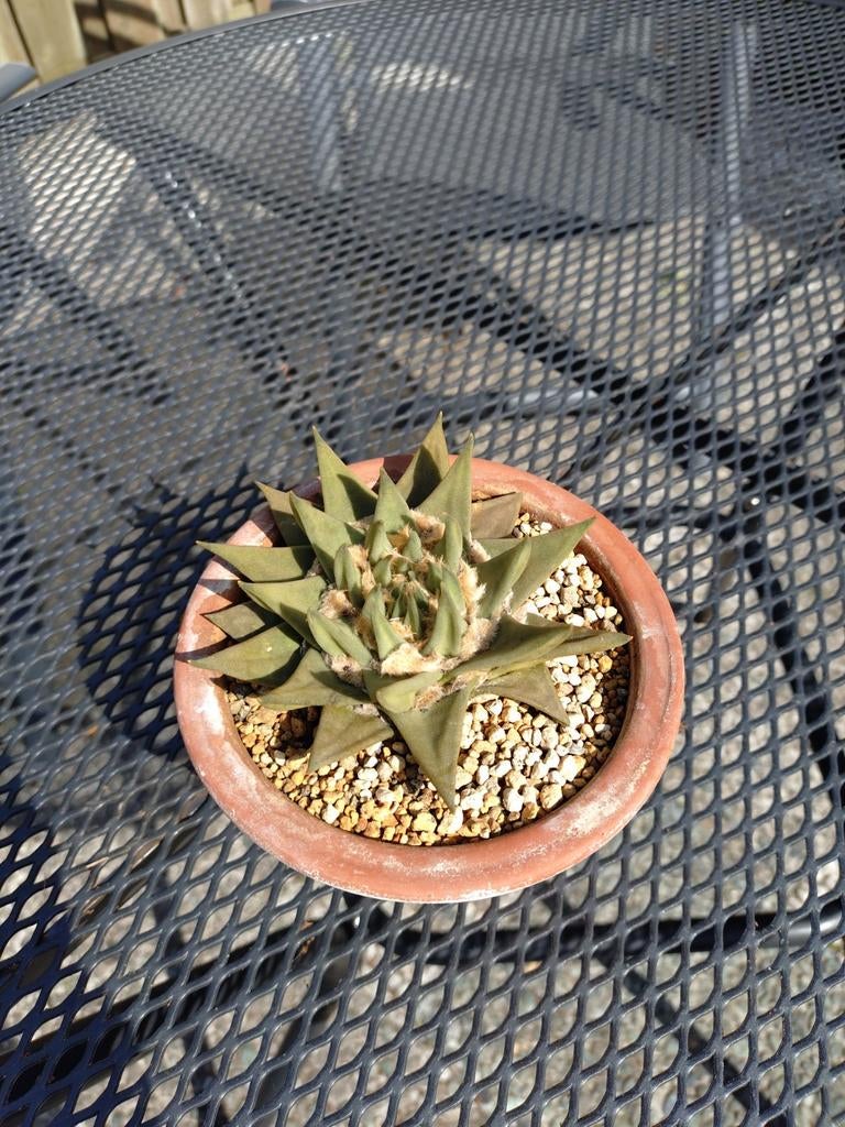 Ariocarpus Trigonus - Zeldzame Cactus, Huis en Inrichting, Kamerplanten, Cactus, Minder dan 100 cm, Bloeiende kamerplant, Volle zon