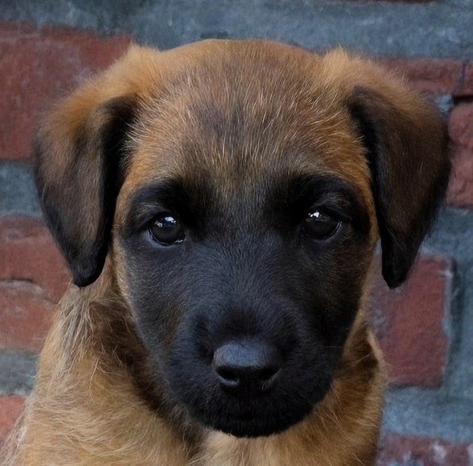 WESTFALEN TERRIER PUP REU ☆ SUPERMOOI ☆ TOPAFSTAMMING !!, Parvo, Reu, 8 tot 15 weken, Eén hond