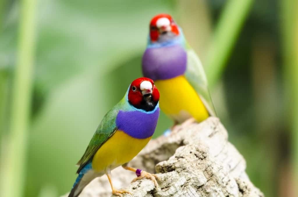 gouldamadines  gezocht, Dieren en Toebehoren, Geslacht onbekend