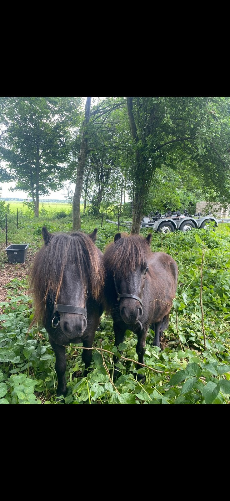 Shetlanders: 2 halfzusjes, 2jr, samen 950 euro, Dieren en Toebehoren, Pony's, Merrie, A pony (tot 1.17m), 0 tot 2 jaar