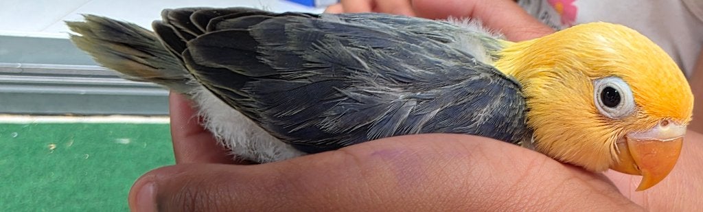 Jonge fischeri top kwaliteit, Meerdere dieren, Dwergpapegaai of Agapornis