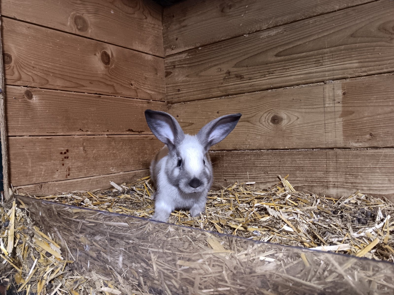 Raszuivere Salander konijnen te koop, Dieren en Toebehoren, Meerdere dieren, Middelgroot, 0 tot 2 jaar