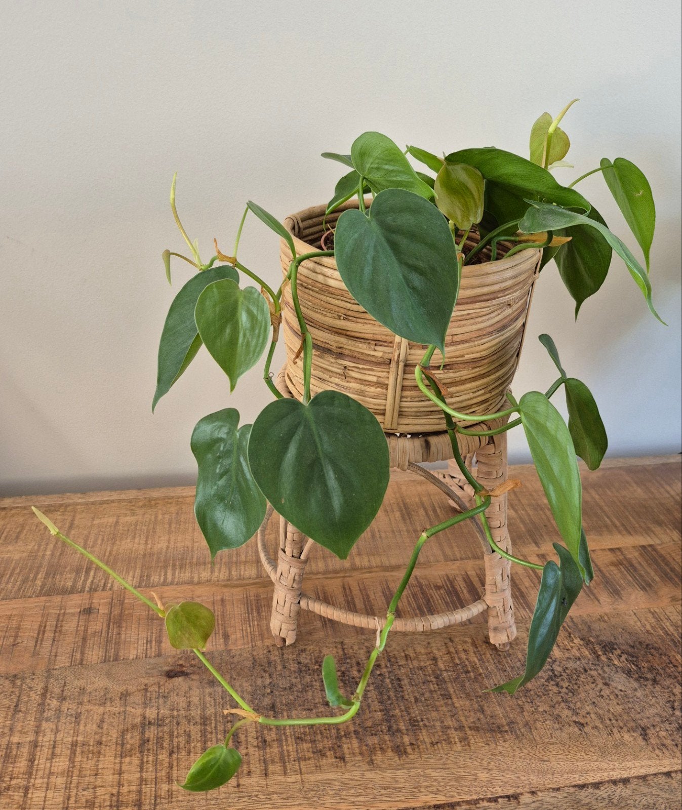 vintage plantenverhoger/plantentafeltje, Ophalen, Halfschaduw, Minder dan 100 cm