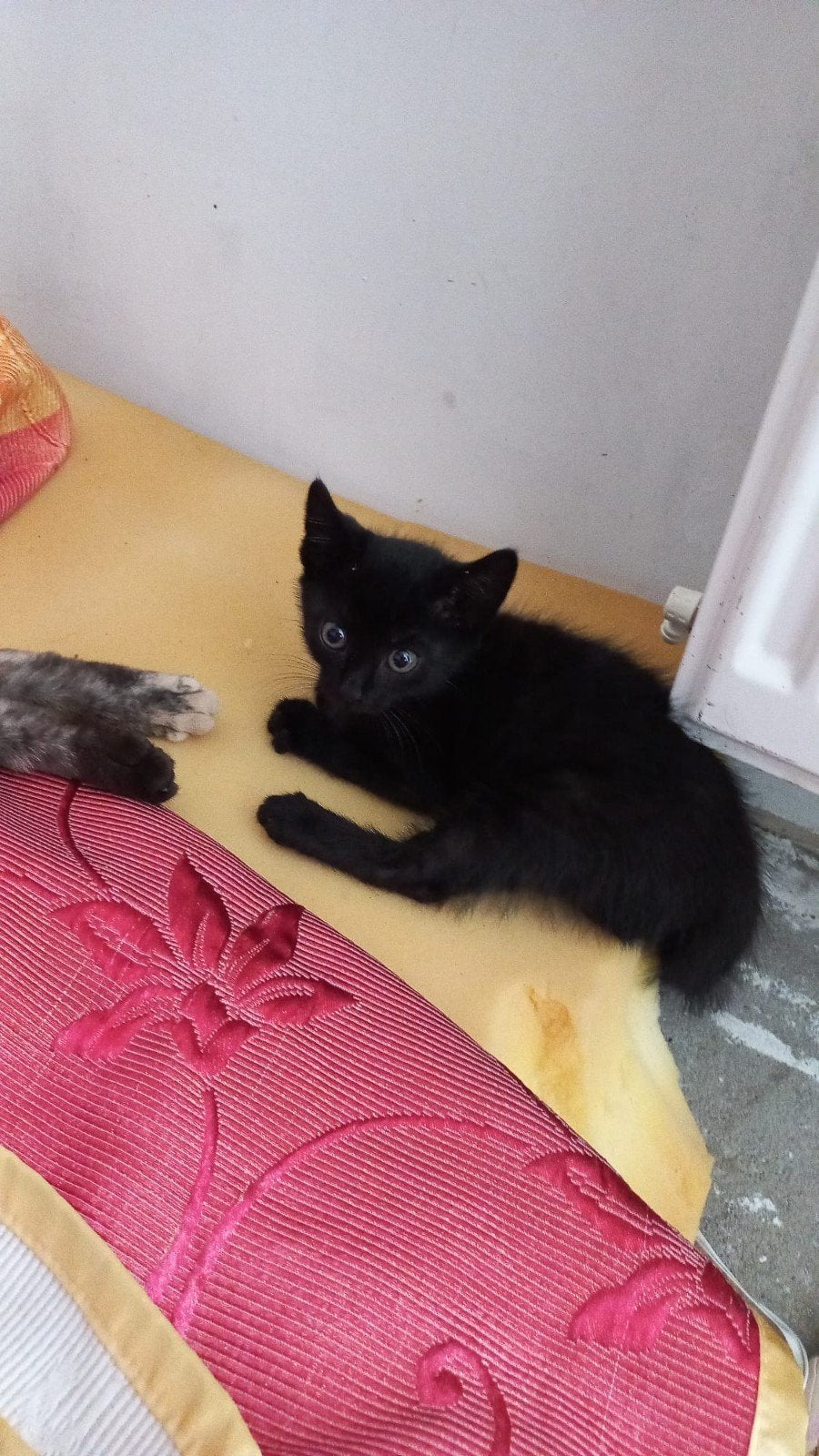 Lieve kittens, 19 mei geboren. Zoeken zsm een eigen mandje, Poes, 0 tot 2 jaar