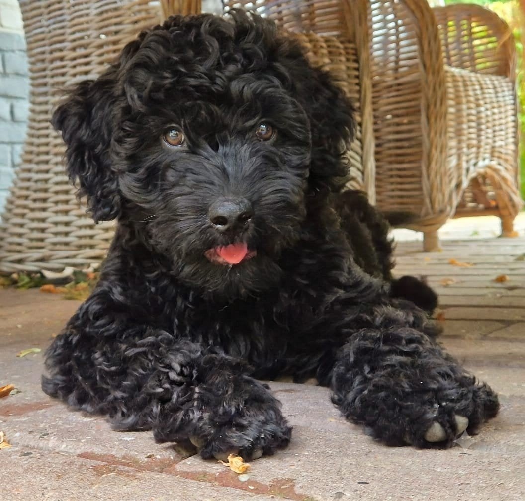 Doodle puppy's reutjes: Labradoodle x Sennendoodle, Dieren en Toebehoren, Honden | Niet-rashonden, Middel, Reu, Particulier, Meerdere