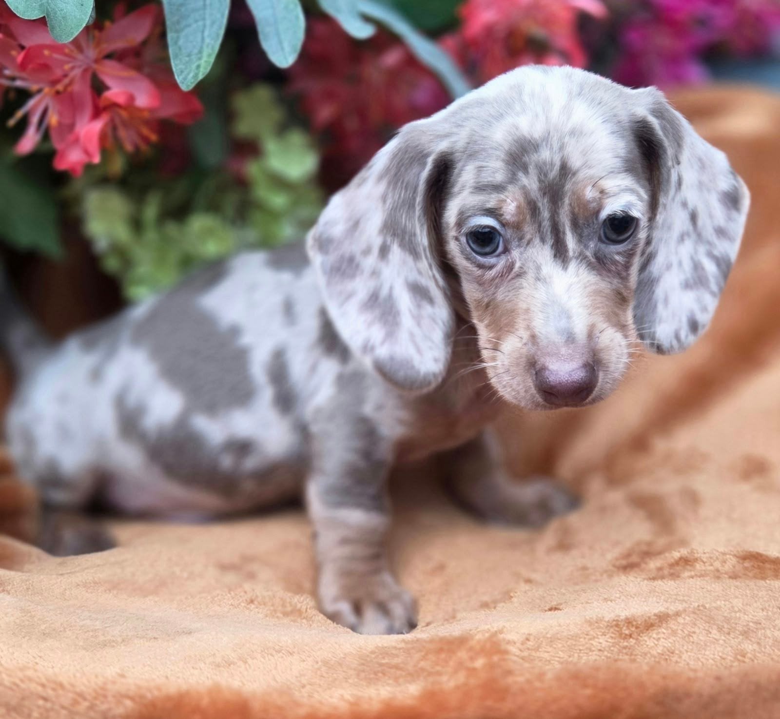 Te koop mooie merle kortharige Teckel pups (Tekkel), Dieren en Toebehoren, 8 tot 15 weken, Korthaar, Dwerg, Meerdere