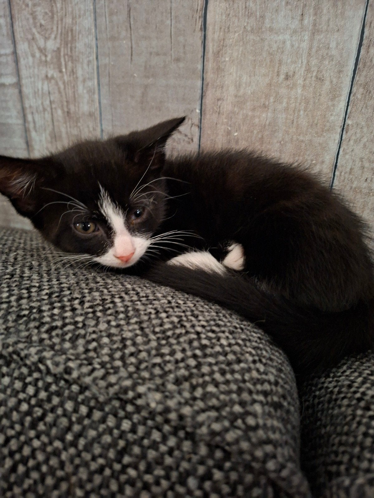 kittens mogen per direct weg, Meerdere dieren, Kortharig, 0 tot 2 jaar