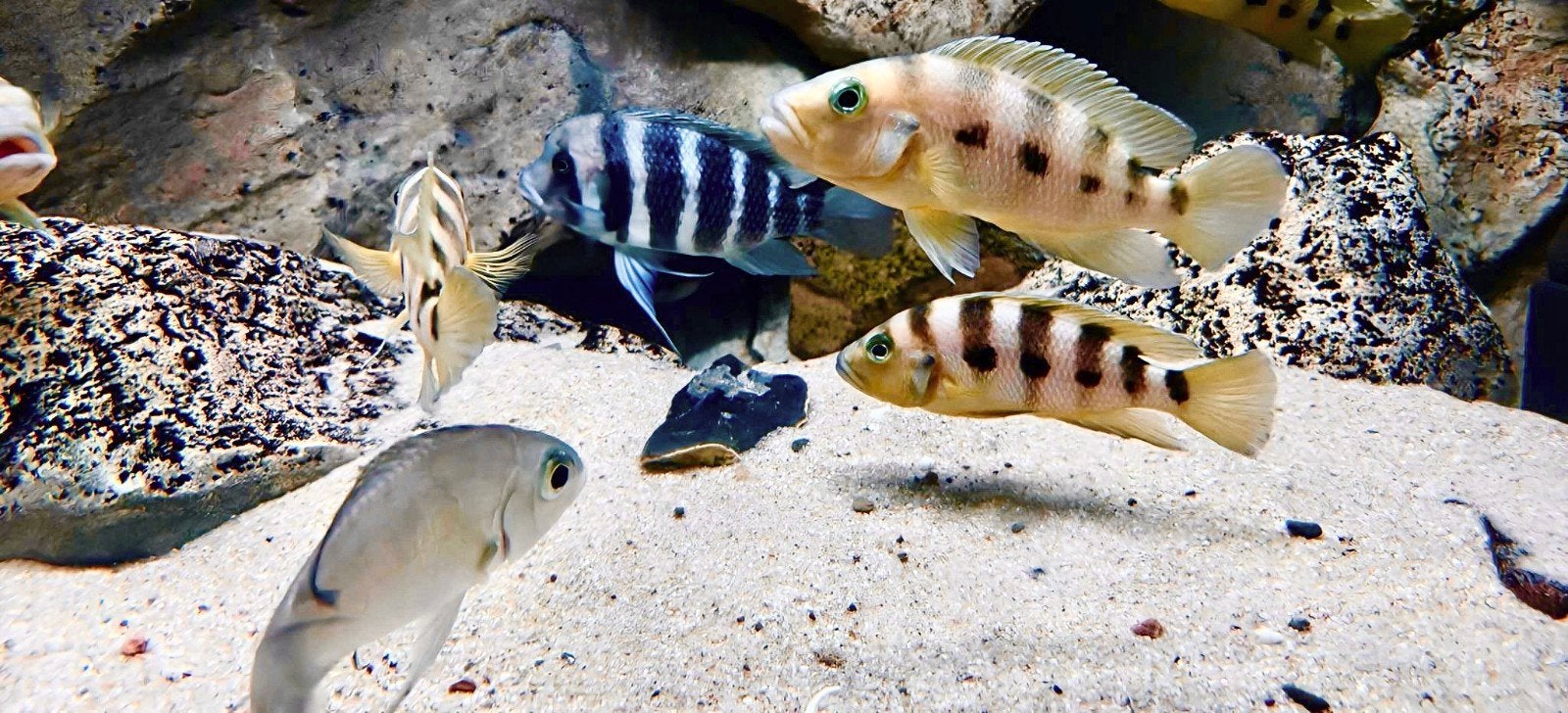 Cyphotilapia frontosa 'Kigoma' 7-stripe - groep 2.3, Vis, Zoetwatervis