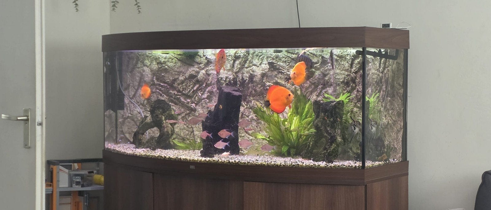juwel vision 450 aquarium, Dieren en Toebehoren, Ophalen, Gevuld zoetwateraquarium