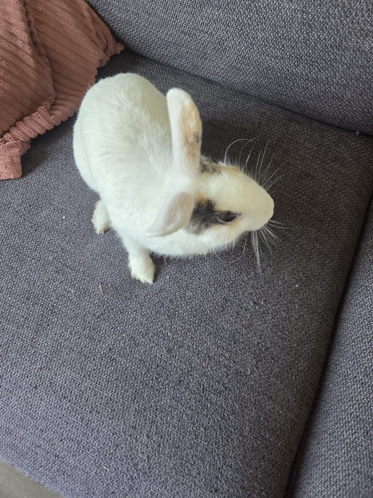mannetjes konijn, Dieren en Toebehoren, Maart, Mannelijk