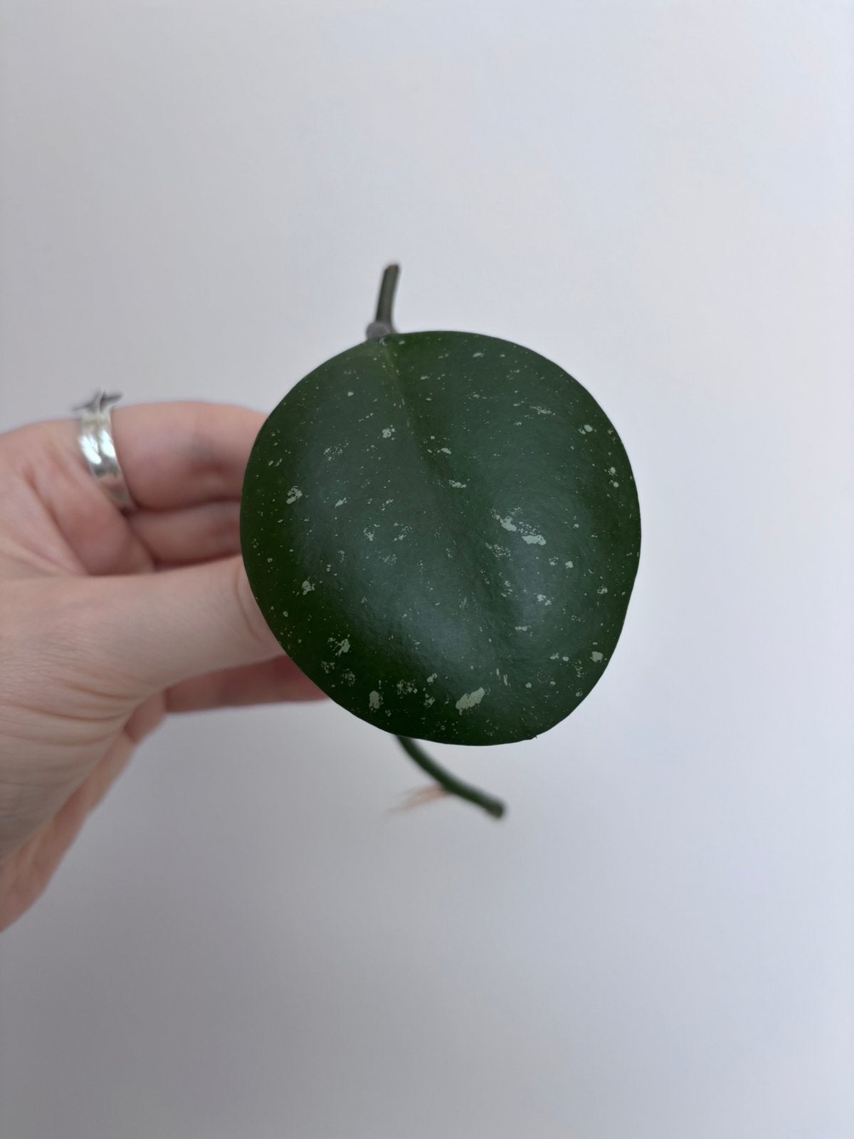 Hoya Obovata Cuttings, Huis en Inrichting, Kamerplanten, Verzenden, Halfschaduw, Minder dan 100 cm