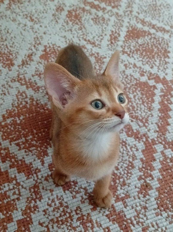 Super mooie abessijn, chausie kittens lage generatie., Dieren en Toebehoren, Katten en Kittens | Raskatten | Korthaar, Kater, Met stamboom