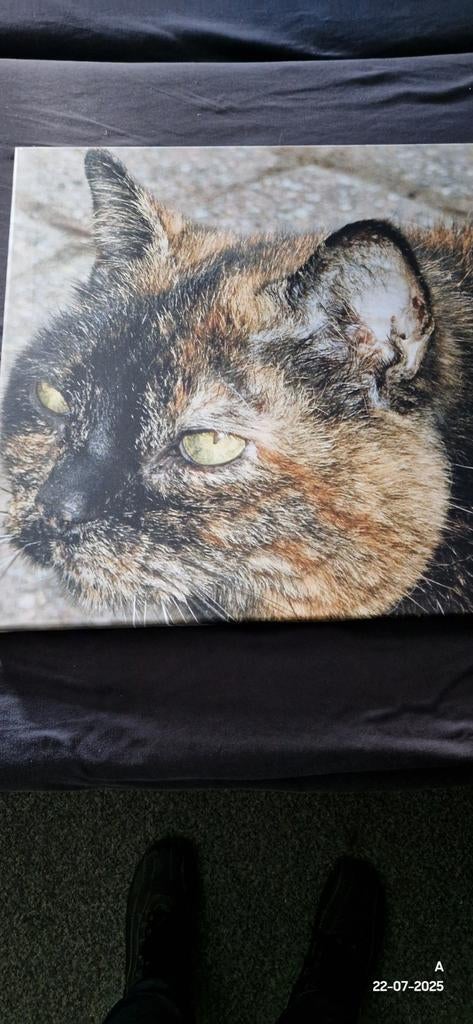 Canvas schilderij schildpad poes 60x60 cm, Antiek en Kunst, Kunst | Schilderijen | Klassiek, Ophalen of Verzenden