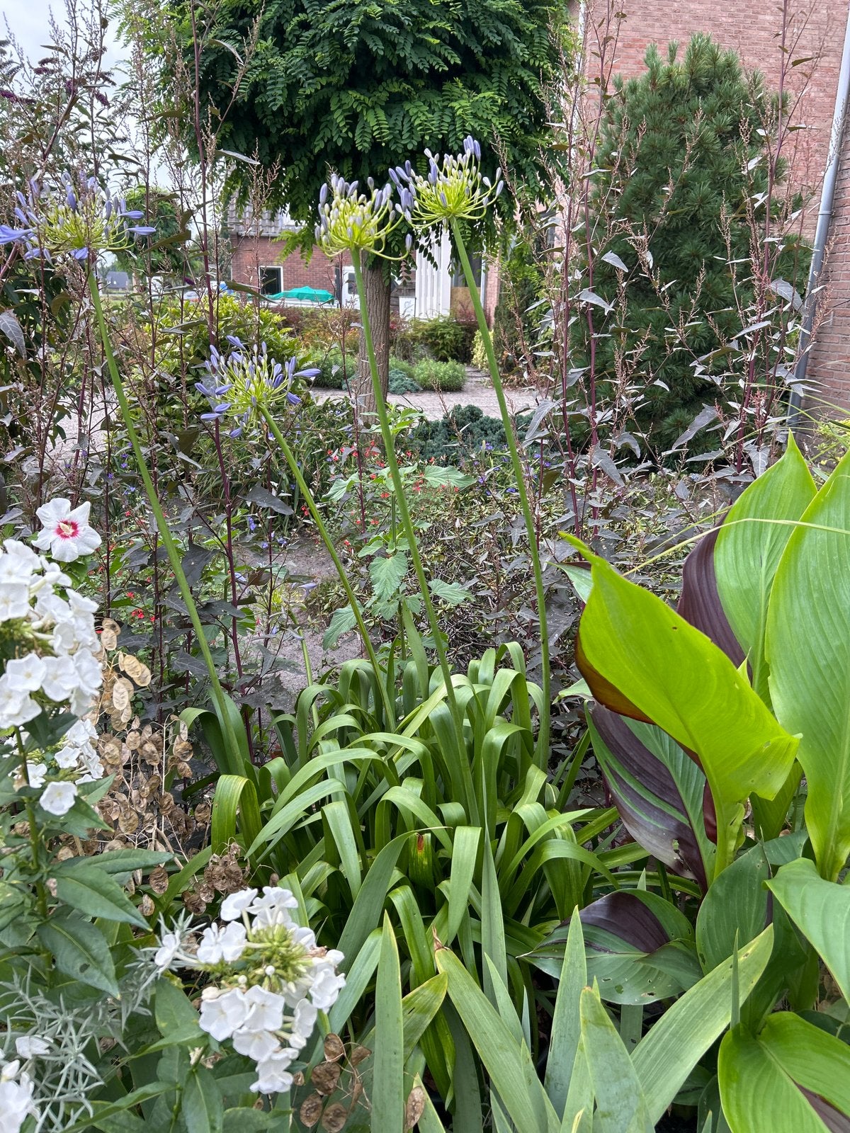 Agapanthus africanus - Afrikaanse Lelie, Volle zon, Vaste plant, Zomer, Ophalen