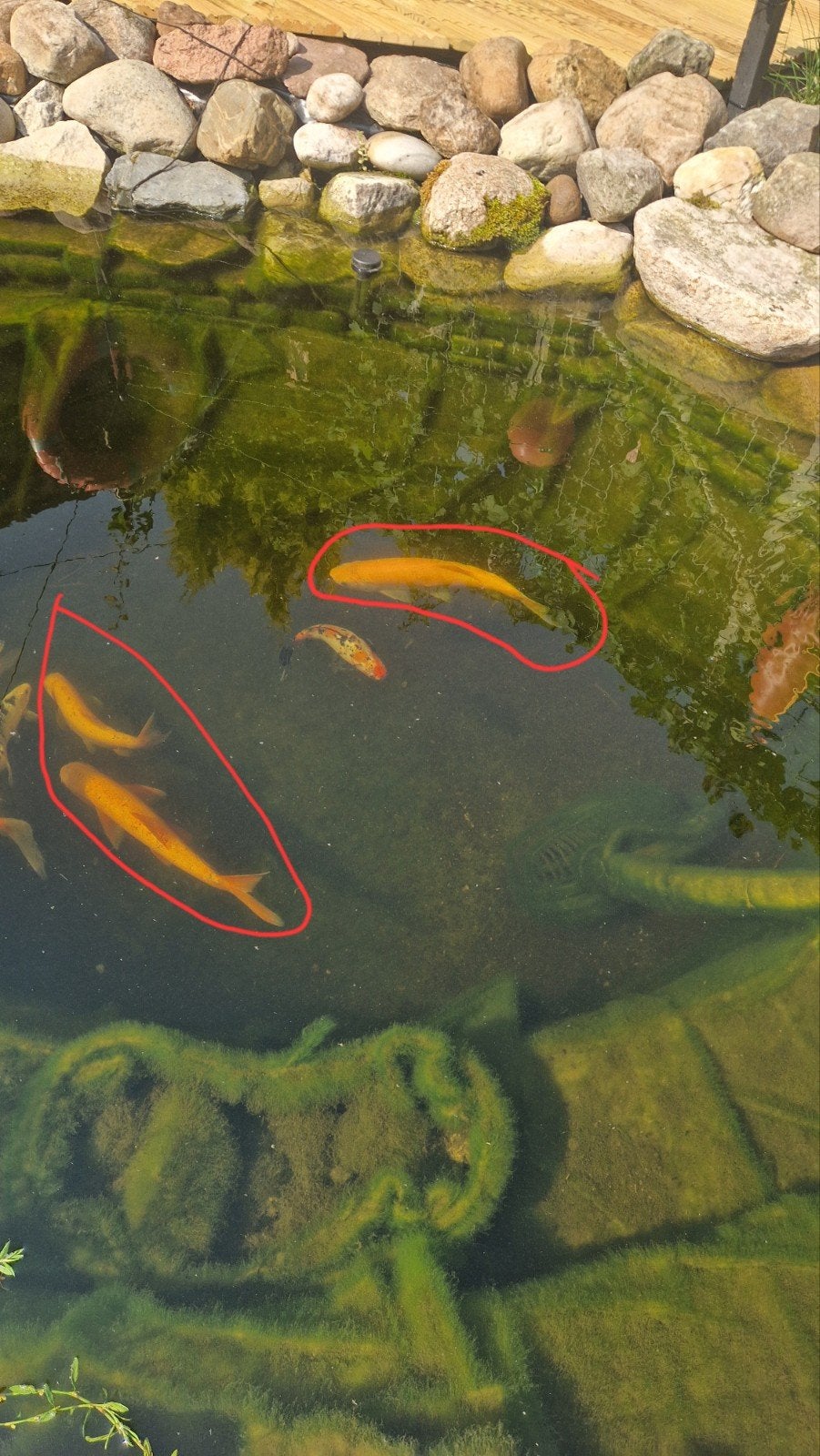 3 goudwindes, Karper of Koi