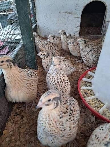Kwartels te koop [Japanse], Dieren en Toebehoren, Vogels | Overige Vogels, Meerdere dieren, Tropenvogel