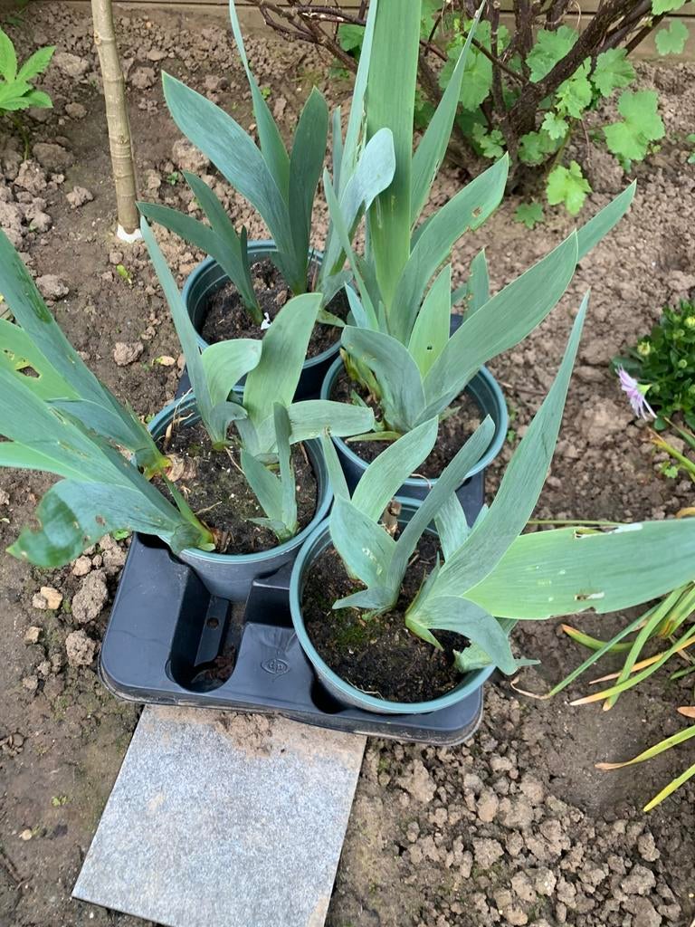 Blauwe Irissen te koop, Tuin en Terras, Planten | Tuinplanten, Ophalen, Overige soorten, Volle zon