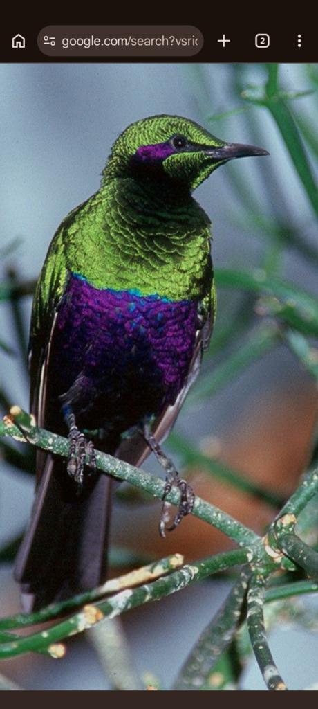 Gezocht Pop, Dieren en Toebehoren, Vogels | Overige Vogels, Vrouwelijk