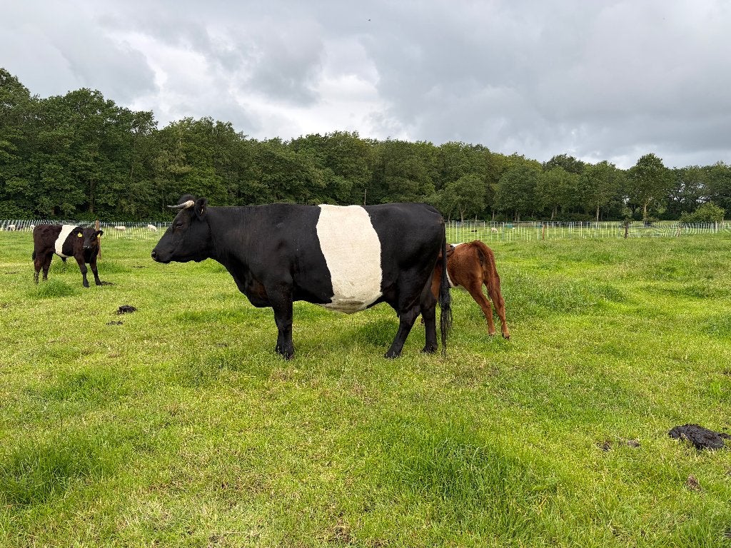 Lakenvelder keurkoeien, Dieren en Toebehoren, Vrouwelijk, 3 tot 6 jaar