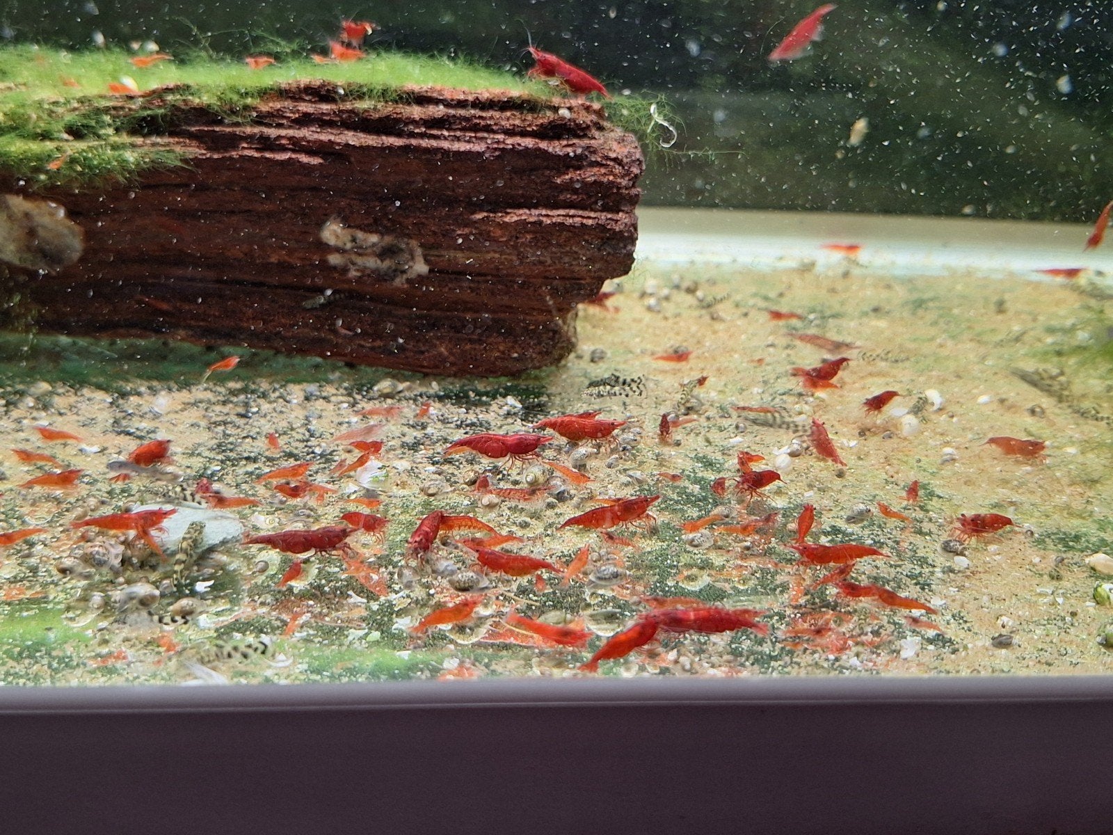 Red Shakura Neocaridina Garnalen (Extreem Rood), Kreeft, Krab of Garnaal, Zoetwatervis, Schoolvis