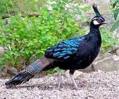 Palawan witkop pauwfazant koppel, Dieren en Toebehoren, Meerdere dieren, Tropenvogel, Tam