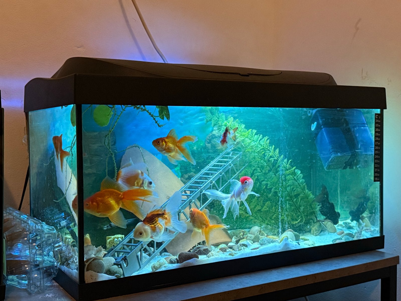Aquarium, Ophalen of Verzenden