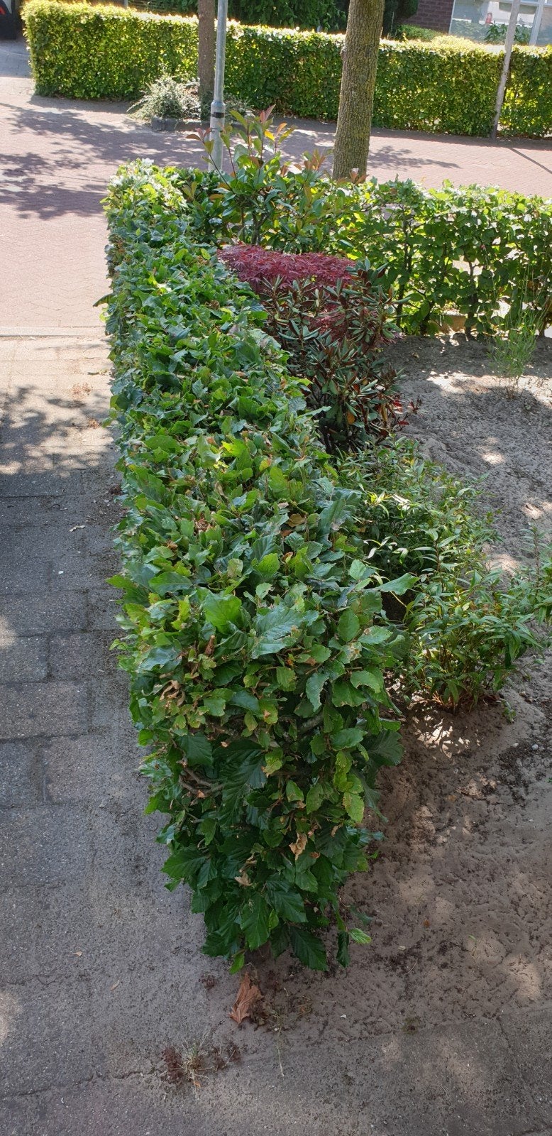 Gratis beukenhaag 4 meter lang, Tuin en Terras, Ophalen, Beukenhaag, Haag, 100 tot 250 cm