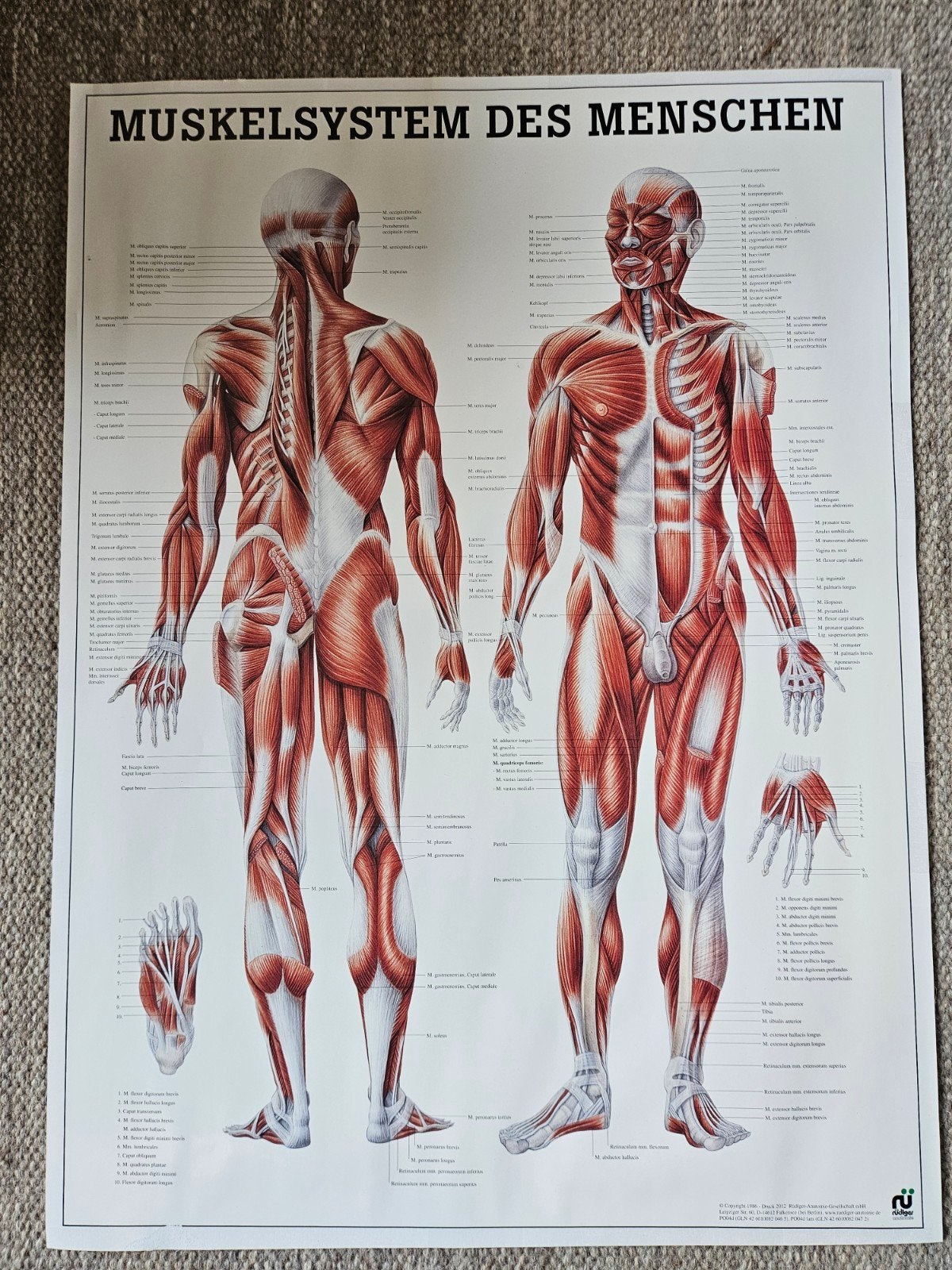 Poster Musculoskelet Spieren Mens - Rüdiger Anatomie 50x68cm, Rechthoekig Staand, Ophalen of Verzenden, Zo goed als nieuw, Sport