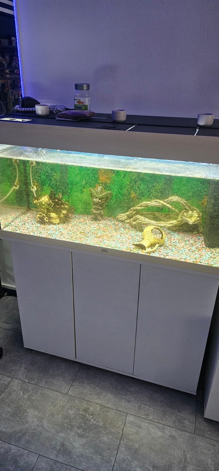 aquarium, Ophalen, Inclusief deksel, Gevuld zoetwateraquarium
