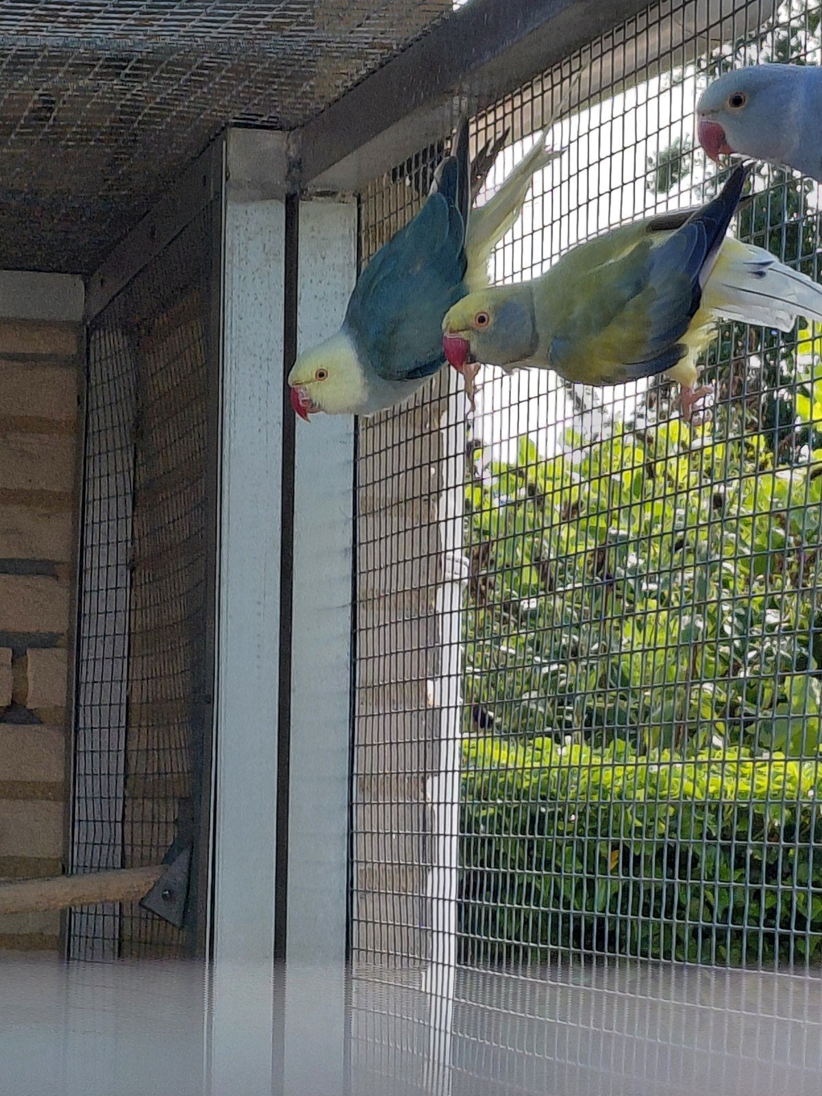 aqua x violet broedkoppel halsband parkiet, Dieren en Toebehoren, Vogels | Parkieten en Papegaaien, Meerdere dieren, Parkiet, Geringd