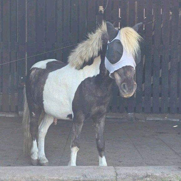 buckskin silverdapple minipaardje ruin, Dieren en Toebehoren, Ruin, Ingeënt, 3 tot 6 jaar