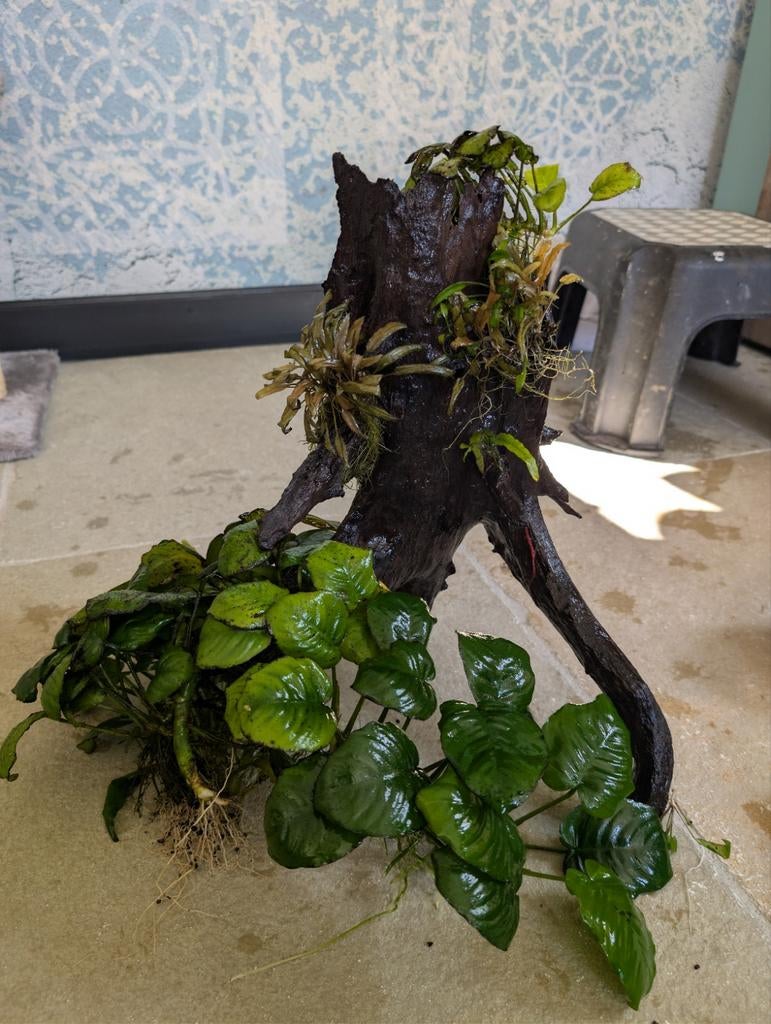 Aquarium planten op hout en steen - anubias en crypto's, Ophalen, Plant(en), Steen of Hout