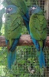 Blauwkopara jongen 2026, Dieren en Toebehoren, Vogels | Parkieten en Papegaaien, Meerdere dieren, Parkiet