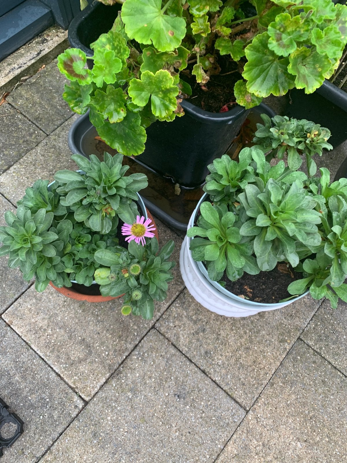 Vaste tuin plant  per pot €6, Ophalen, Overige soorten, Volle zon