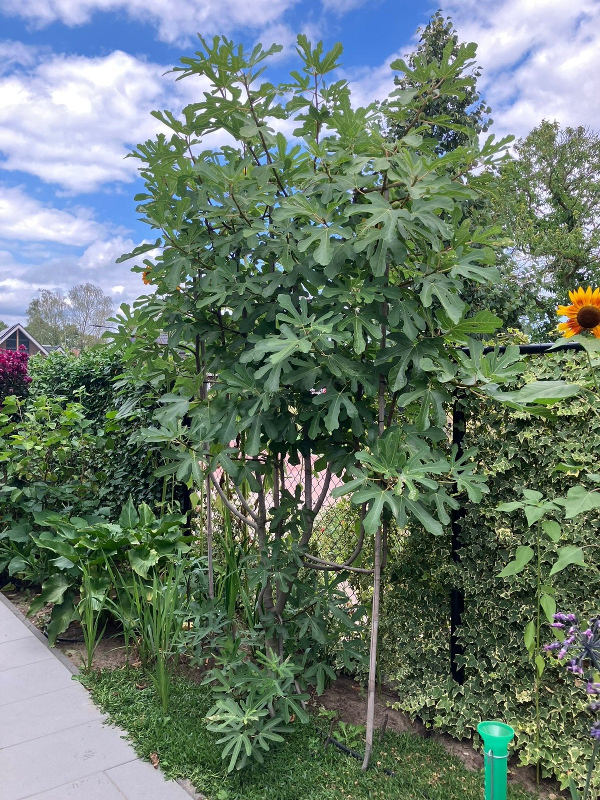 vijgenboom ficus carica ronde de bordeaux, Ophalen, Bloeit niet, Volle zon, Overige soorten
