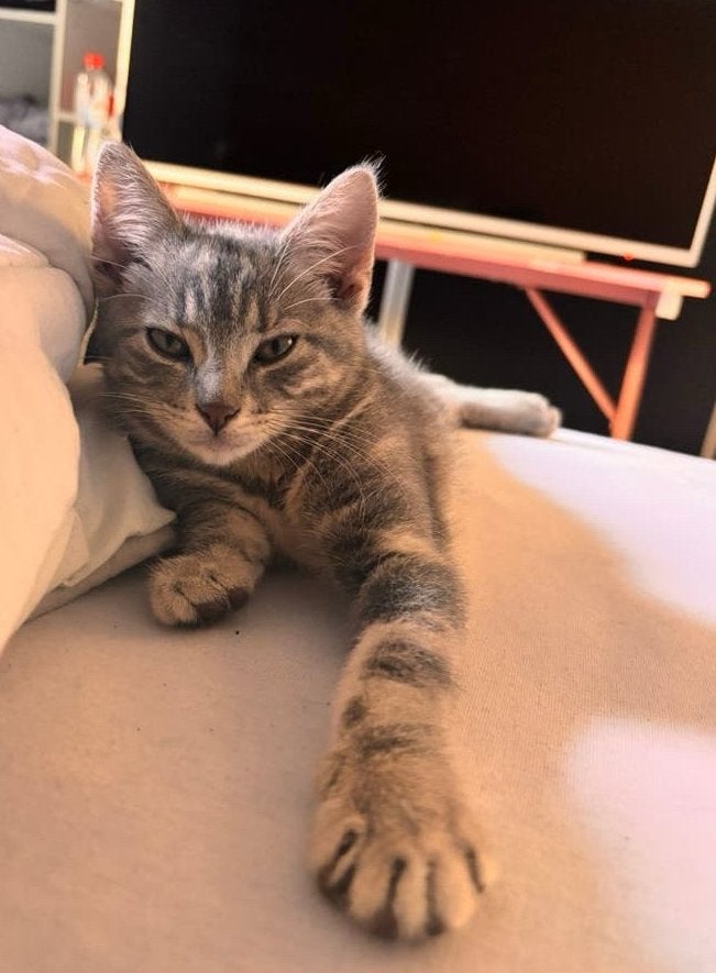 Kittens, Meerdere dieren