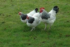 Sussex kippen., Vrouwelijk, Kip