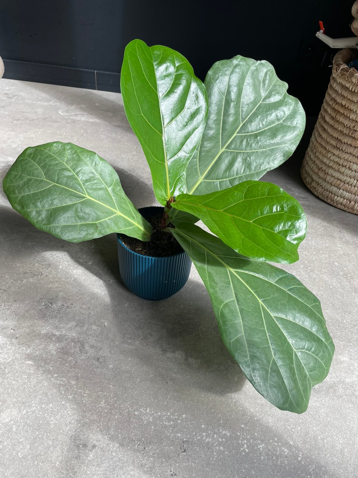 Ficus Lyrata, Huis en Inrichting, Kamerplanten, Ophalen, Ficus, Halfschaduw, Minder dan 100 cm