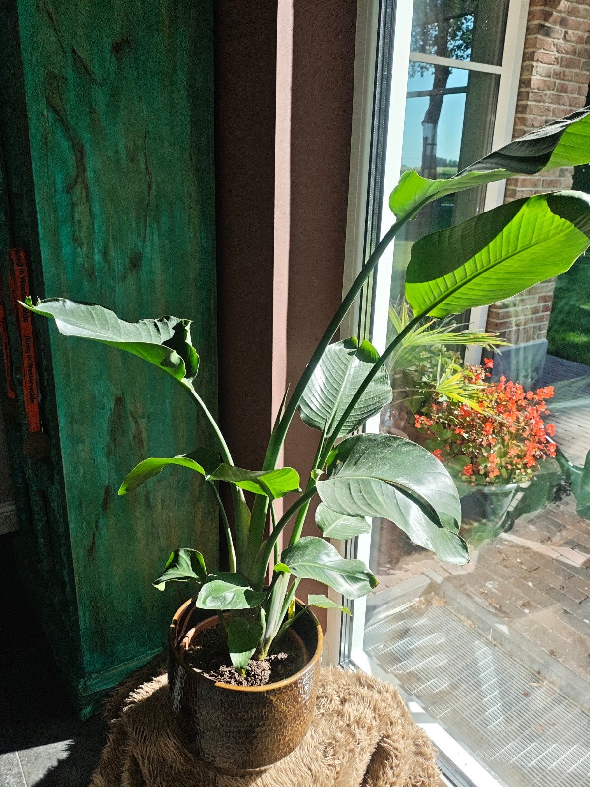 Prachtige, gezonde Strelitzia - wordt een grote plant!, Ophalen, Overige soorten, Halfschaduw