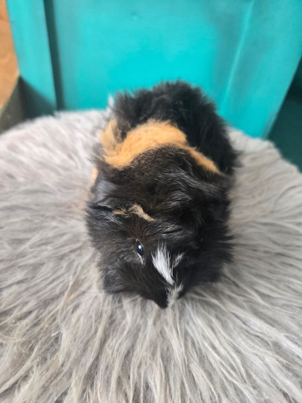 Peruvian beertje op zoek naar personeel!, Dieren en Toebehoren, Cavia, Juni, Mannelijk, Tam