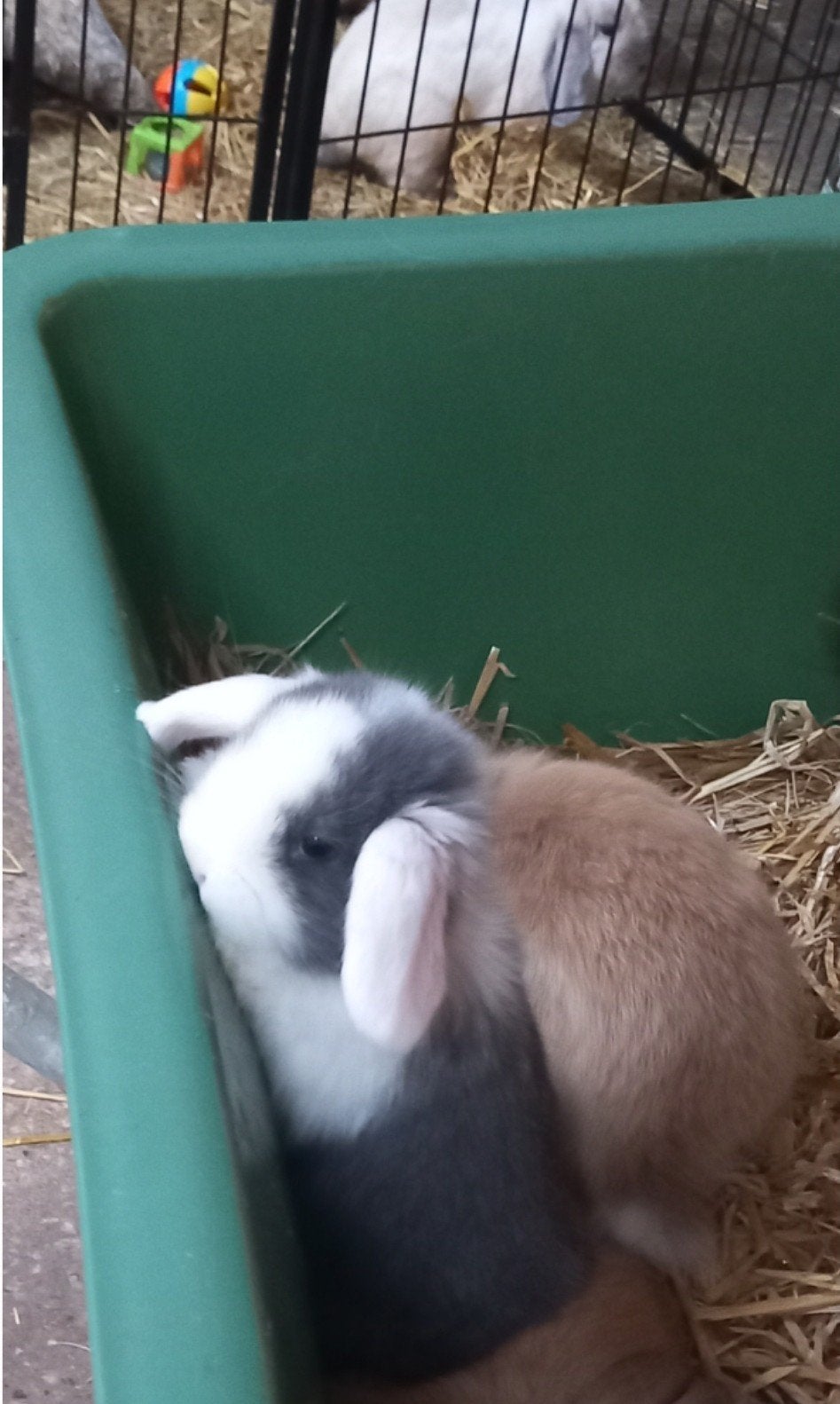 Lieve Minilop knuffelkonijntjes Tam Zindelijk Gevaccineerd, Dieren en Toebehoren, Meerdere dieren, Dwerg, Hangoor, 0 tot 2 jaar