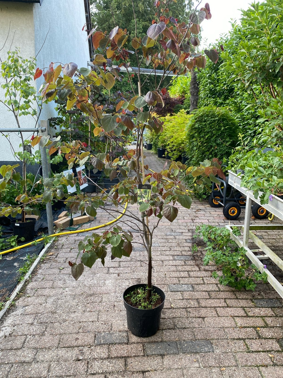 Cercis canadensis 'Merlot' - Judasboom, Tuin en Terras, Ophalen, Overige soorten, Struik, 100 tot 250 cm