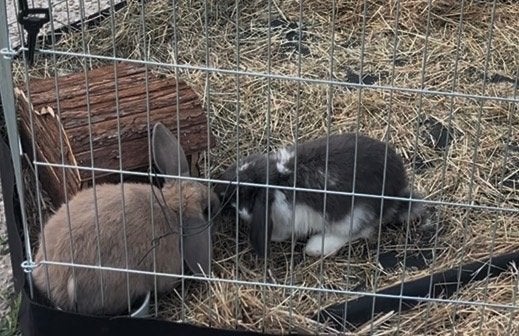 Koppeltje langoor konijnen, Meerdere dieren, Middelgroot, Hangoor