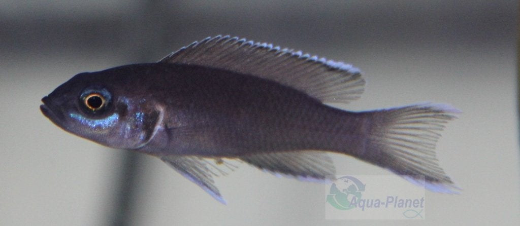 Lamprologus brichardi, Vis, Zoetwatervis