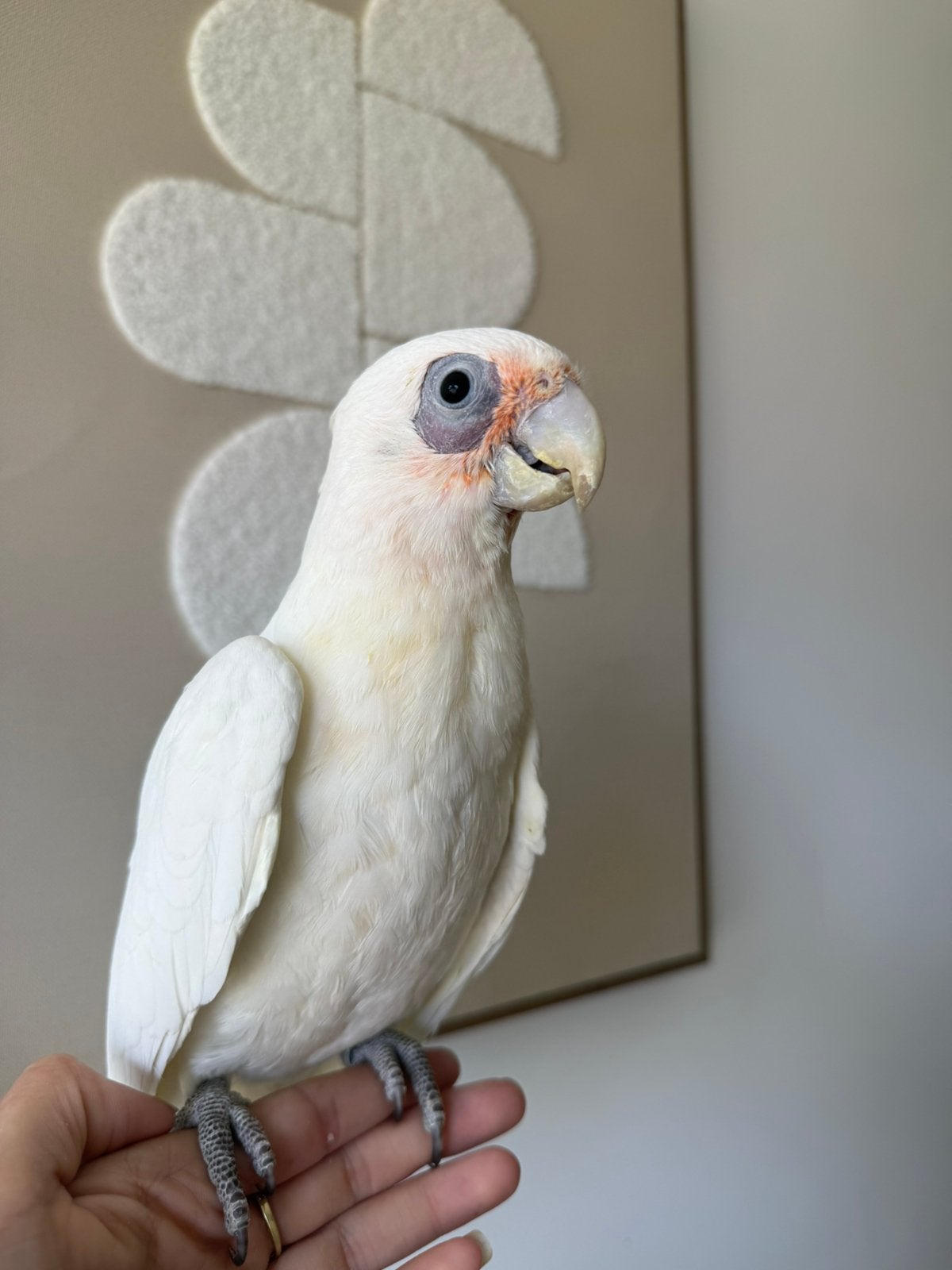 Geteste jonge naaktoog kaketoes, Dieren en Toebehoren, Vogels | Parkieten en Papegaaien, Meerdere dieren, Papegaai, Pratend