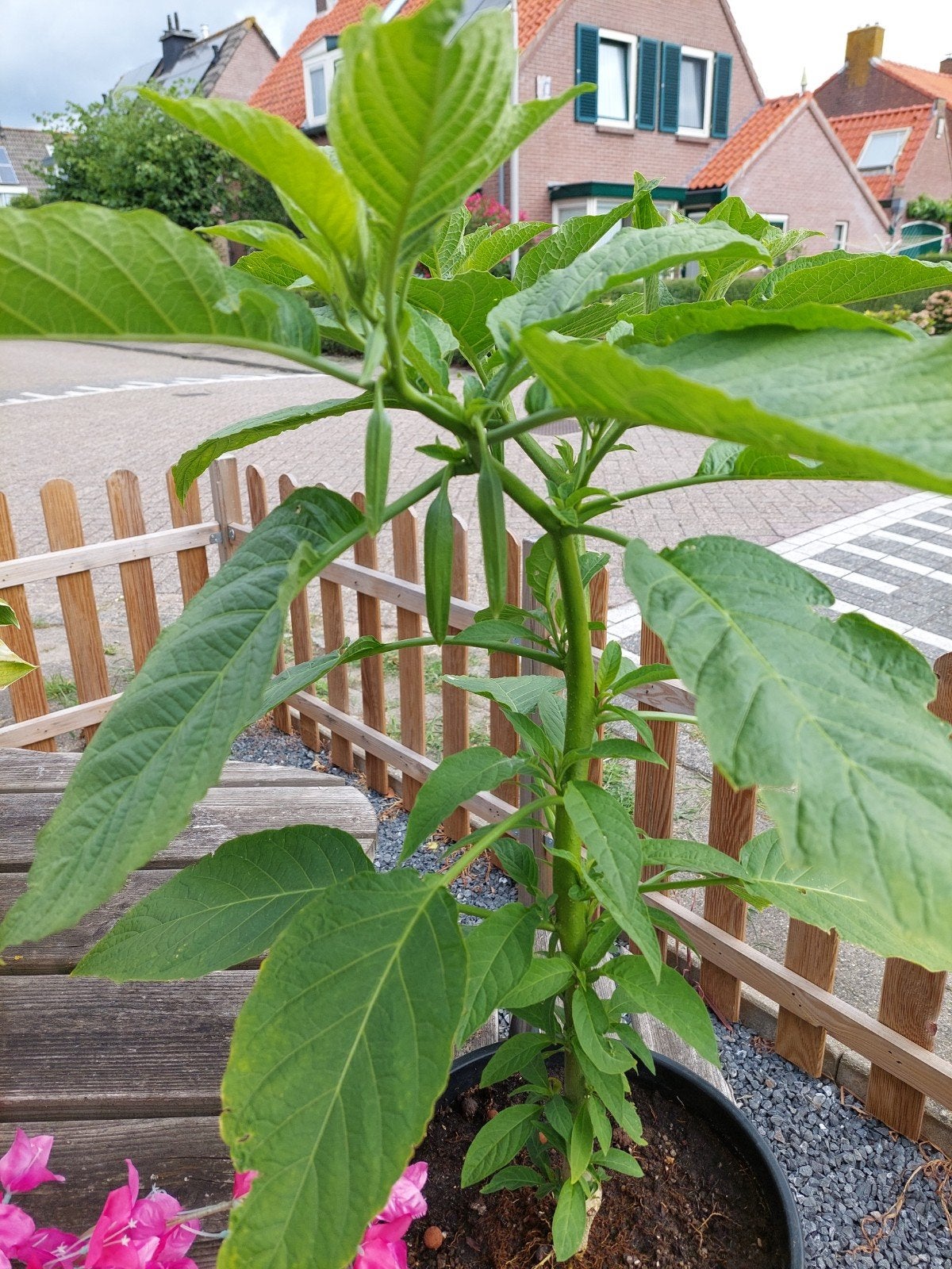 Brugmansia in grote bak, 120cm hoog, bloeigarantie, Volle zon, Vaste plant, Zomer, Ophalen