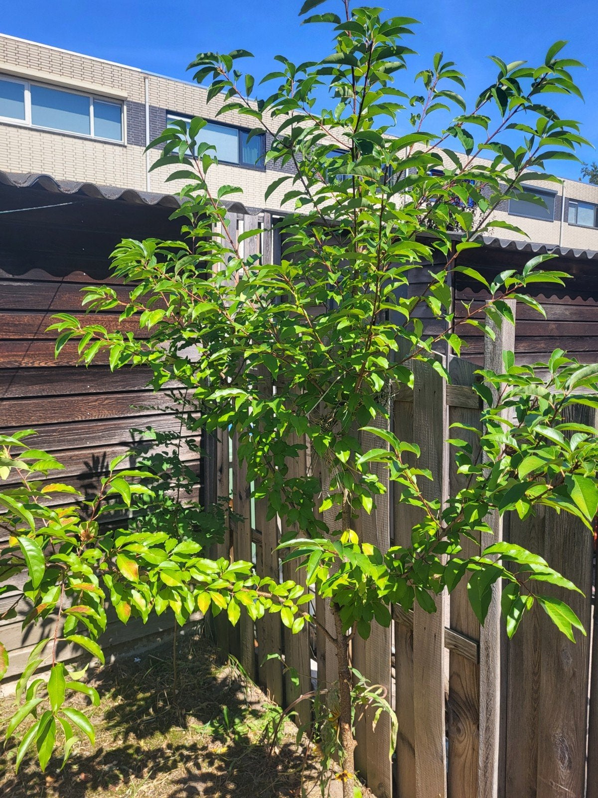 Jonge boom met frisgroene bladeren, Tuin en Terras, Planten | Bomen, Volle zon, Lente, 250 tot 400 cm, Overige soorten