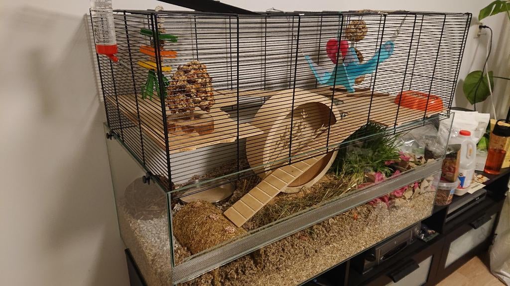 Ratten-rittens/hamster-/muizenhok 50x100x71, Ophalen, Gebruikt, 60 tot 90 cm, Muis